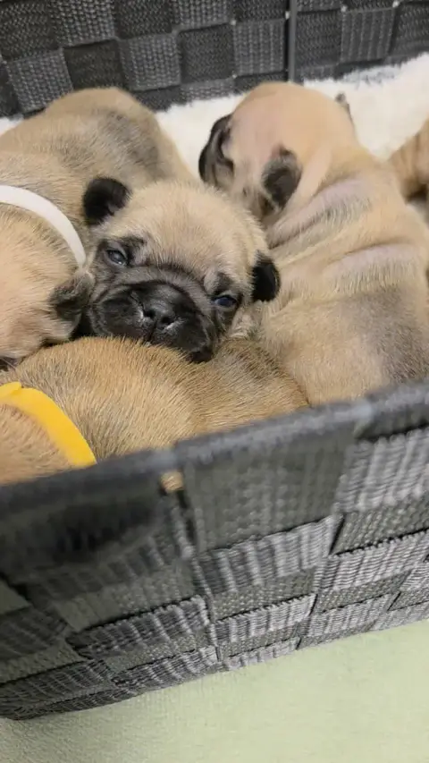 Bouledogue Français  Chiot N°6 De La Riviere De Sunny d7b74