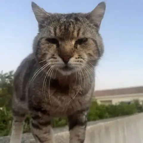 Chat Fripouille