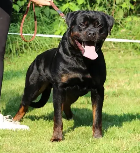 Rottweiler  Chiot N°1 Von Der Vieren Satt