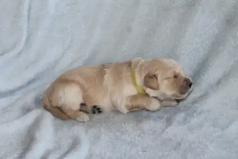 Golden Retriever photo 2