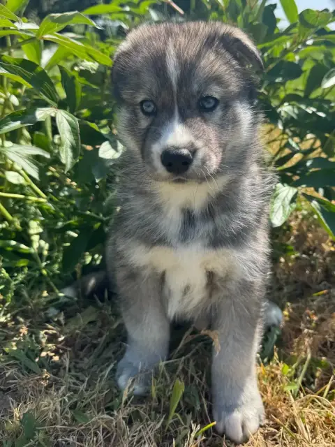 Siberian Husky  Butcher De The King Ricci photo 3