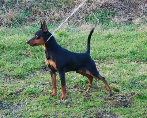 Pinscher Nain photo 3