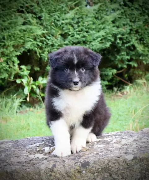 Berger Australien  Chiot N°8 Red Rock River