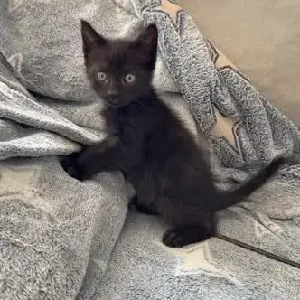 Chat Jasper À La Réservation