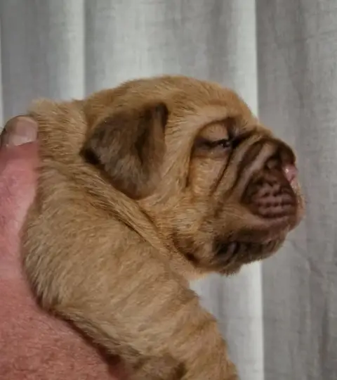 Dogue De Bordeaux