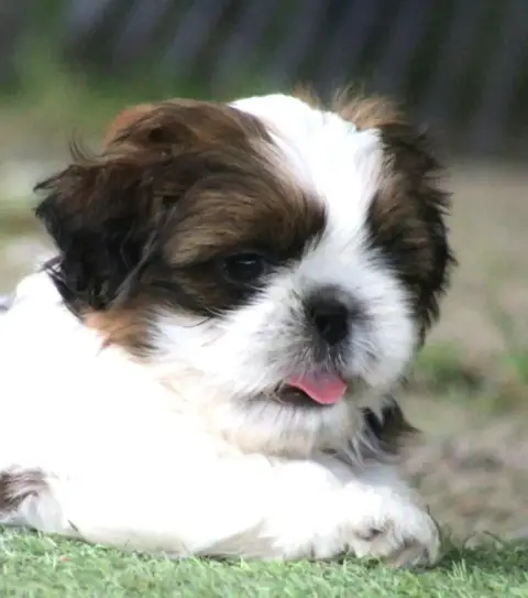 Shih Tzu  By The Way Banksy Des Merveilles Du Mas photo 3