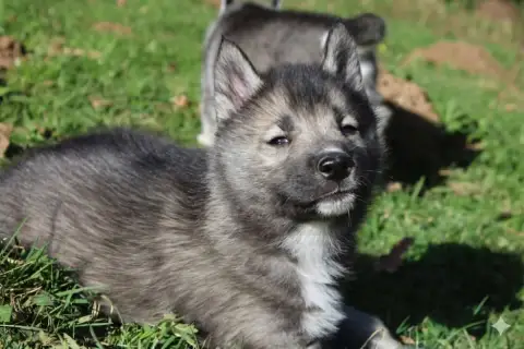 Siberian Husky  Male Gris Loup Agouti Of Moonlight'S  40325