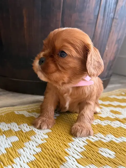 Cavalier King Charles Spaniel  Bella De La Cour De Mi 2cb85 photo 3