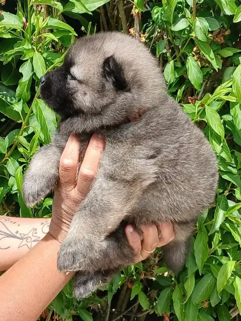 Eurasier  Chiot 6 L'Elevage Du Prince photo 2