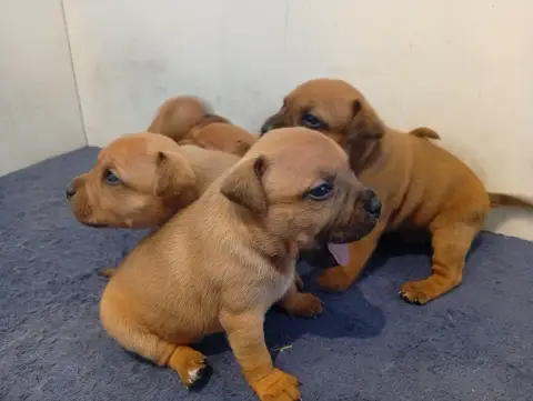 Staffordshire Bull Terrier  Chiot N°2 Unguibus Et Ros d2c1b