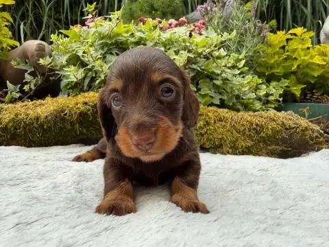 Teckel Poil Long  Chiot N°2 De La Cour Des Iles photo 2