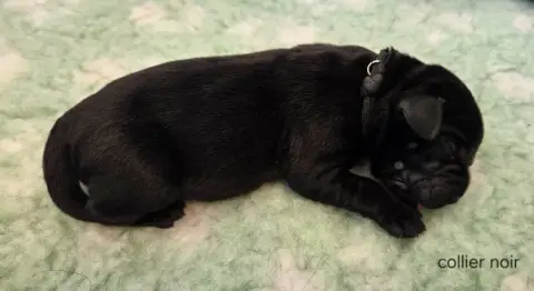 Labrador Retriever  Collier Noir Du Gardien Des Aulno 9140e