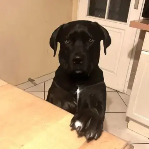 Chienne Télya