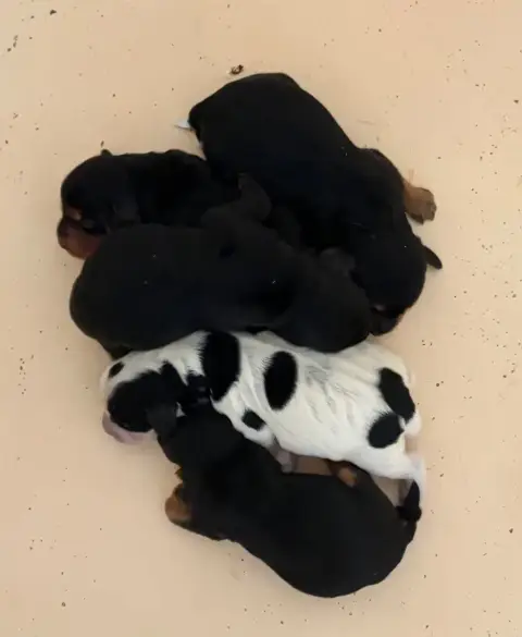Cocker Spaniel Anglais  Chiot 2 Du Chemin Des Cavalie 6bc68