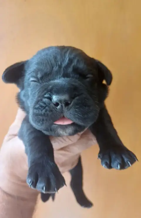 Cane Corso  Male Noir Collier Gris Des Abysses De Ném 9afdb