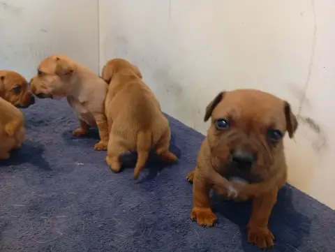 Staffordshire Bull Terrier  Chiot N°1 Unguibus Et Ros fed48