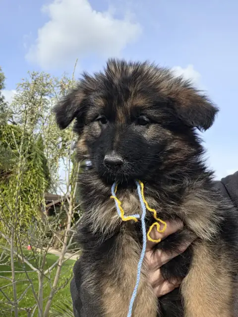 Berger Allemand Poil Long  Chiot N°6 De La Taverniere b173c