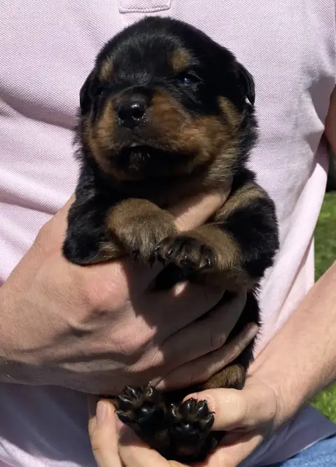 Rottweiler  Collier Orange De La Tour Gelee