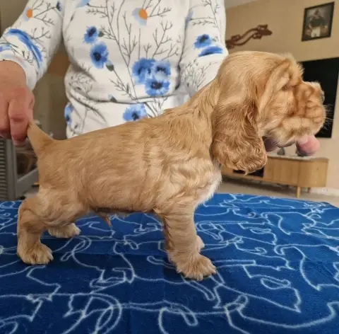 Cocker Spaniel Anglais  B....... Des Charmes De Verza 154de photo 3