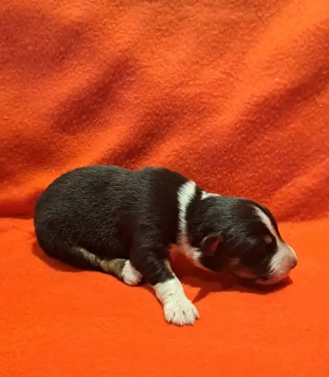 Berger Australien  Chiot 8 De La Pierre Du B'Ressieux 52370 photo 3
