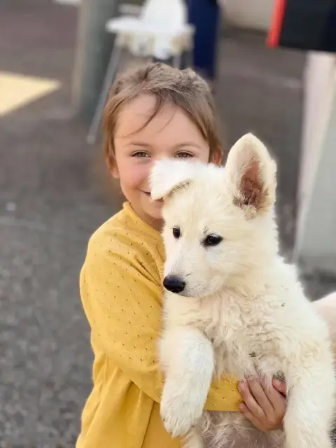 Berger Blanc Suisse
