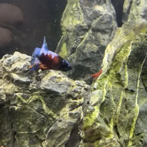 Aquarium + Combatant