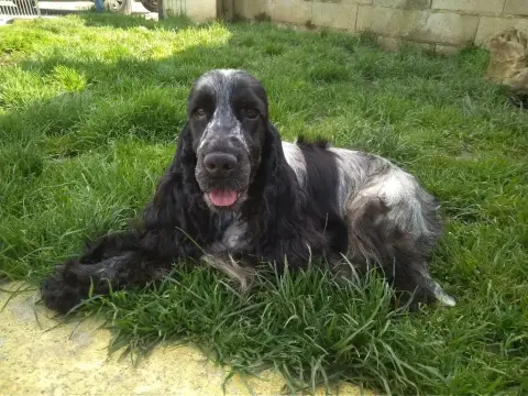 Cocker Spaniel Anglais  Chiot N°2 Du Pacte Des Loups 65a91 photo 2