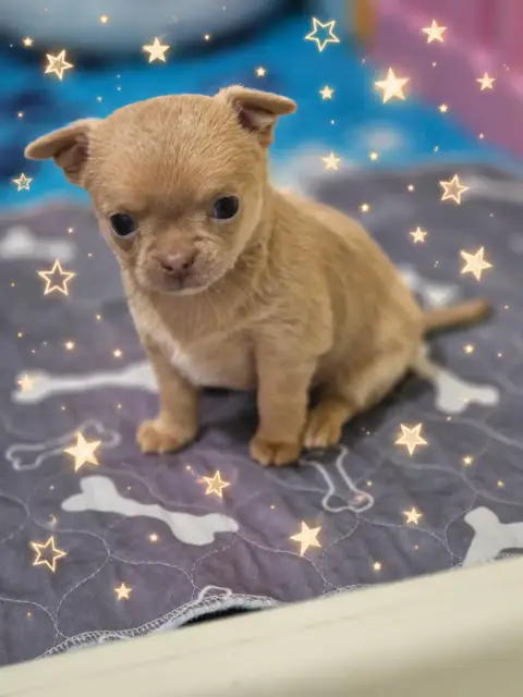 Chihuahua  Bohem Des Petits Diamants Précieux