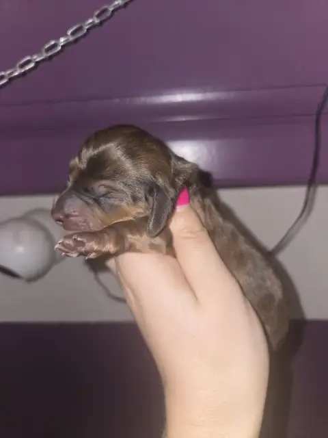Teckel Poil Long  Chiot N°5 Of Moonlight Blue