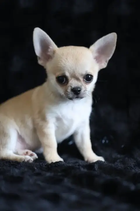 Chihuahua  Chiot N°1 Du Royaume De Matiliane photo 2