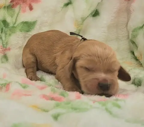 Cocker Spaniel Anglais  Bélie photo 2