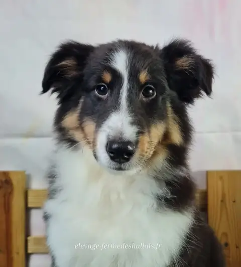 Shetland Sheepdog  Balto Du Mont De La Chenaie