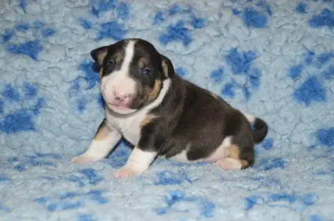Bull Terrier Miniature  Chiot 2 Du Trésor Des Mines 6fba9 photo 2