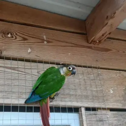 Conure Molinae