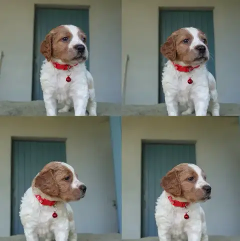 Adopter Epagneul Breton 
                        Chiot 5 Du D c537c