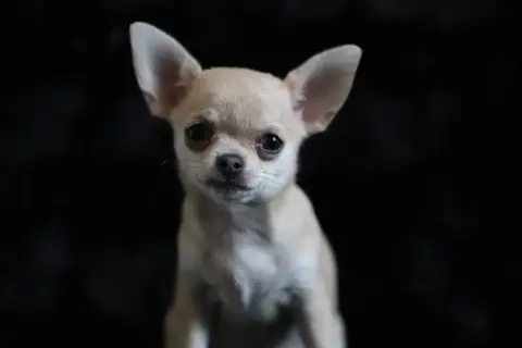 Chihuahua  Chiot N°3 Du Royaume De Matiliane photo 2