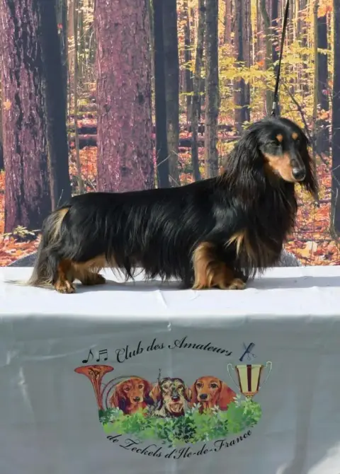 Teckel Poil Long  Collier Rose Du Domaine D'An Oriant 6bba9 photo 2