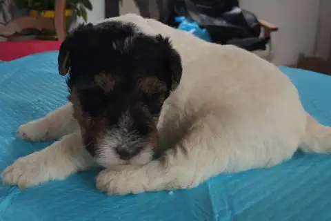 Fox Terrier Poil Dur  Chiot 5 D'Hondrecoutre photo 3