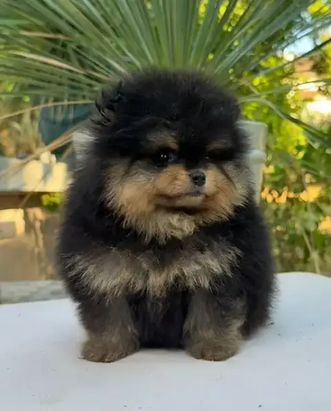 Spitz Allemand  Chiot N°1 photo 2