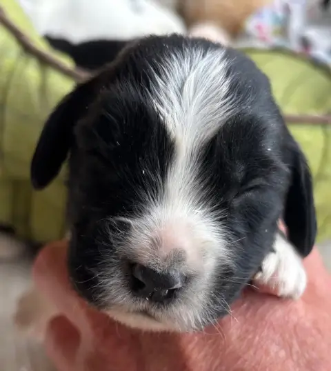 English Springer Spaniel  B.................. Des Eta c0486