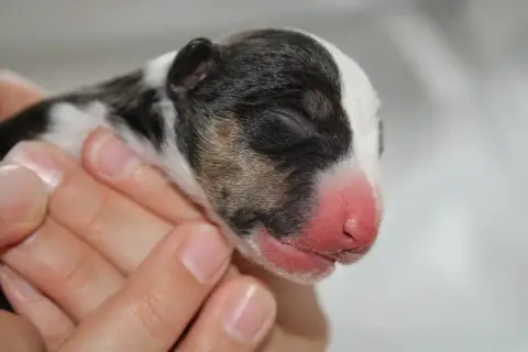 Bull Terrier Miniature  Chiot N°4 De L'Eternel De Gay ce5ee photo 2