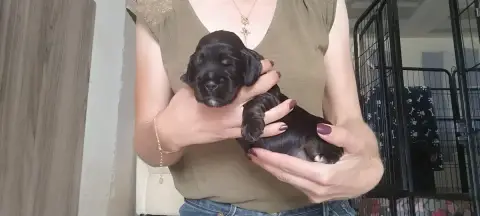 Cocker Spaniel Anglais  Collier Jaune Of Kim And Co 56601