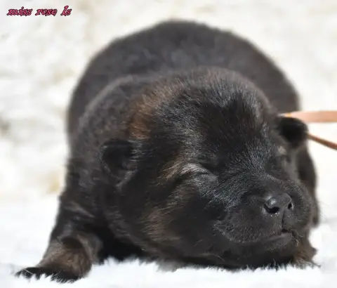 Eurasier  Chiot 2 Des Legendes De Retz