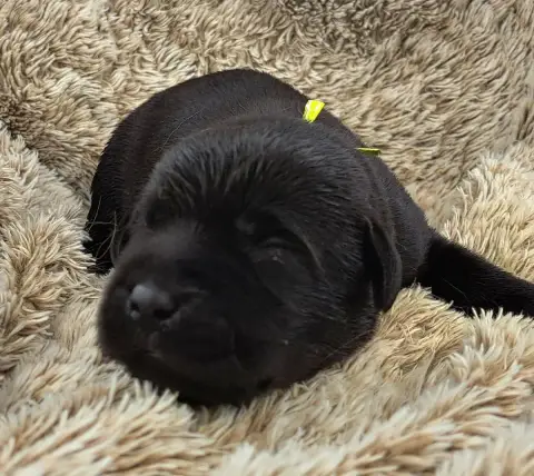 Labrador Retriever  Brody photo 2