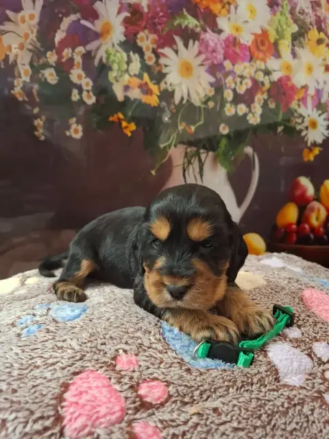Cocker Spaniel Anglais  Chiot N°2 Du Domaine Des Robe efd89