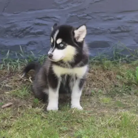 Chiots Pomsky F5 Lignée Américaine