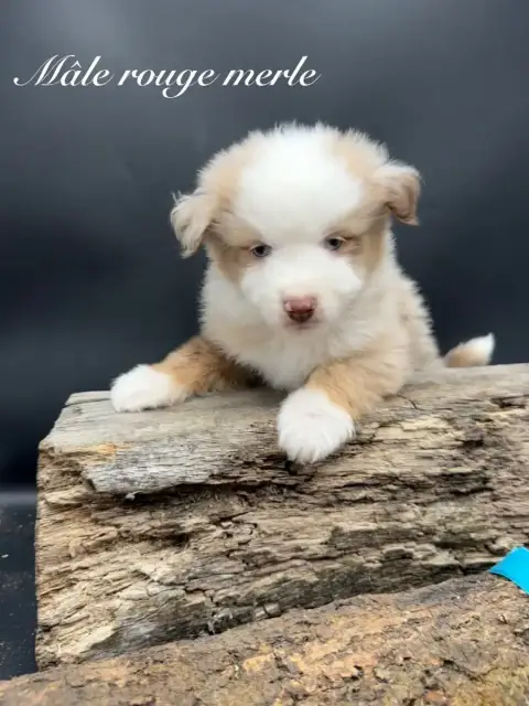 Berger Américain Miniature  Chiot N°6 Des Joyaux Des  d49dc photo 2