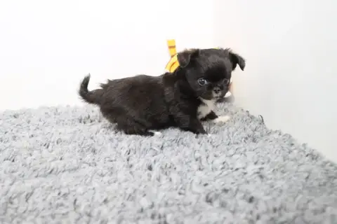 Chihuahua  Poil Long Noir De La Grande Equinoxe