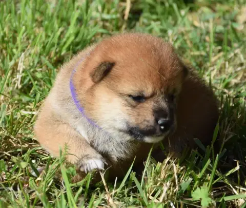 Shiba  Chiot N°3 Collier Violet photo 2