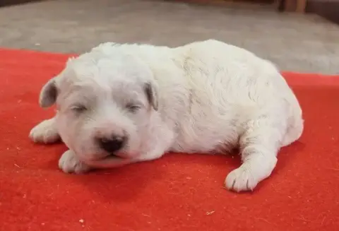 Bichon Frise  Chiot N°4 Des Hirondelles Du Voyage photo 2